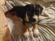 American Pit Bull Terrier Puppies for sale in Eustace, TX 75124, USA. price: NA