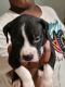 American Pit Bull Terrier Puppies for sale in Riverdale, GA, USA. price: $500
