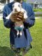 American Pit Bull Terrier Puppies for sale in Portsmouth, VA, USA. price: $650