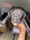 American Pit Bull Terrier Puppies for sale in Burtonsville, MD 20866, USA. price: NA