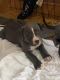 American Pit Bull Terrier Puppies for sale in Marvel Cave Park, MO 65616, USA. price: NA