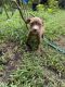 American Pit Bull Terrier Puppies for sale in New Bern, NC, USA. price: NA