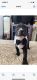 American Pit Bull Terrier Puppies for sale in Joliet, IL, USA. price: NA