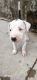 American Pit Bull Terrier Puppies for sale in Kotputli, Rajasthan 303108, India. price: 15000 INR