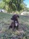 American Pit Bull Terrier Puppies for sale in Wilburton, OK 74578, USA. price: $200