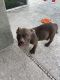 American Pit Bull Terrier Puppies for sale in Ocoee, FL, USA. price: $500