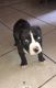 American Pit Bull Terrier Puppies for sale in 312 N 18th St, Immokalee, FL 34142, USA. price: NA