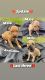 American Pit Bull Terrier Puppies for sale in Port St. Lucie, FL, USA. price: NA