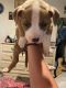 American Pit Bull Terrier Puppies for sale in North Fort Myers, FL, USA. price: $200
