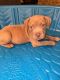 American Pit Bull Terrier Puppies for sale in Austin, TX 78745, USA. price: $300