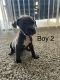 American Pit Bull Terrier Puppies for sale in Lancaster, CA, USA. price: NA