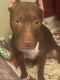 American Pit Bull Terrier Puppies for sale in Brooklyn, NY, USA. price: $1,000