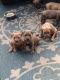 American Pit Bull Terrier Puppies for sale in Louie Carter Rd, Jacksonville, FL, USA. price: NA