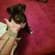 American Pit Bull Terrier Puppies for sale in Hanover Township, PA, USA. price: NA