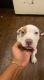 American Pit Bull Terrier Puppies for sale in North Las Vegas, NV, USA. price: $50