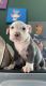 American Pit Bull Terrier Puppies for sale in Haverhill, MA 01830, USA. price: $900