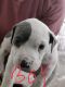 American Pit Bull Terrier Puppies for sale in Prattville, AL, USA. price: $400