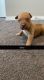 American Pit Bull Terrier Puppies for sale in Aurora, CO, USA. price: $350