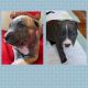 American Pit Bull Terrier Puppies for sale in Berwick, PA 18603, USA. price: NA