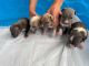 American Pit Bull Terrier Puppies for sale in Sebring, FL, USA. price: NA