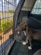 American Pit Bull Terrier Puppies for sale in Oklahoma City, OK, USA. price: $400