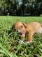 American Pit Bull Terrier Puppies for sale in Williston, FL 32696, USA. price: NA