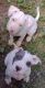 American Pit Bull Terrier Puppies for sale in Hillsboro, OH 45133, USA. price: $200