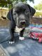 American Pit Bull Terrier Puppies for sale in 3530 San Pedro Dr NE, Albuquerque, NM 87110, USA. price: NA