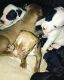 American Pit Bull Terrier Puppies for sale in Snellville, GA, USA. price: NA