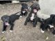 American Pit Bull Terrier Puppies for sale in 7250 FM439, Belton, TX 76513, USA. price: $60