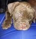 American Pit Bull Terrier Puppies for sale in New Castle, DE 19720, USA. price: $600