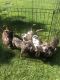 American Pit Bull Terrier Puppies for sale in Blythewood, SC 29016, USA. price: NA