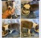American Pit Bull Terrier Puppies for sale in Sacaton, AZ, USA. price: $300