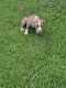 American Pit Bull Terrier Puppies for sale in SC-327, Florence, SC, USA. price: NA