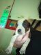 American Pit Bull Terrier Puppies for sale in Phoenix, AZ, USA. price: $200