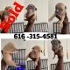 American Pit Bull Terrier Puppies for sale in Grand Rapids, MI 49507, USA. price: $1,000