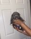 American Pit Bull Terrier Puppies for sale in Las Vegas, NV, USA. price: $900