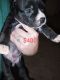 American Pit Bull Terrier Puppies for sale in Spotsylvania Courthouse, VA 22551, USA. price: $400