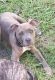 American Pit Bull Terrier Puppies for sale in Virginia Beach, VA, USA. price: $350
