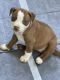 American Pit Bull Terrier Puppies for sale in Grand Rapids, MI, USA. price: $300