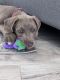 American Pit Bull Terrier Puppies for sale in Freeport, NY, USA. price: $1,500