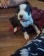 American Pit Bull Terrier Puppies for sale in BLNG SPG LKS, NC 28461, USA. price: $500
