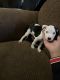 American Pit Bull Terrier Puppies for sale in Mansfield, OH, USA. price: NA