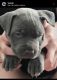 American Pit Bull Terrier Puppies for sale in San Tan Valley, AZ, USA. price: $8,001,400