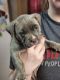 American Pit Bull Terrier Puppies for sale in Gordo, AL 35466, USA. price: NA