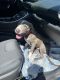 American Pit Bull Terrier Puppies for sale in Yuma, AZ, USA. price: NA