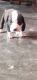 American Pit Bull Terrier Puppies for sale in Badli, Rohini, New Delhi, Delhi, India. price: 10000 INR