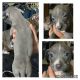 American Pit Bull Terrier Puppies for sale in Trinity, TX 75862, USA. price: NA