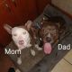 American Pit Bull Terrier Puppies for sale in Riverdale, IL, USA. price: NA