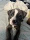 American Pit Bull Terrier Puppies for sale in Brooklyn, NY, USA. price: NA